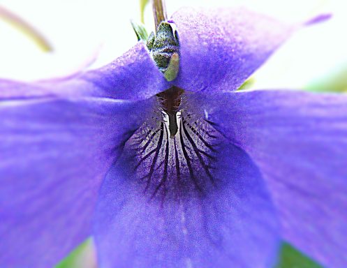 La voyez-vous, l'entité ? Peut-être une fée...